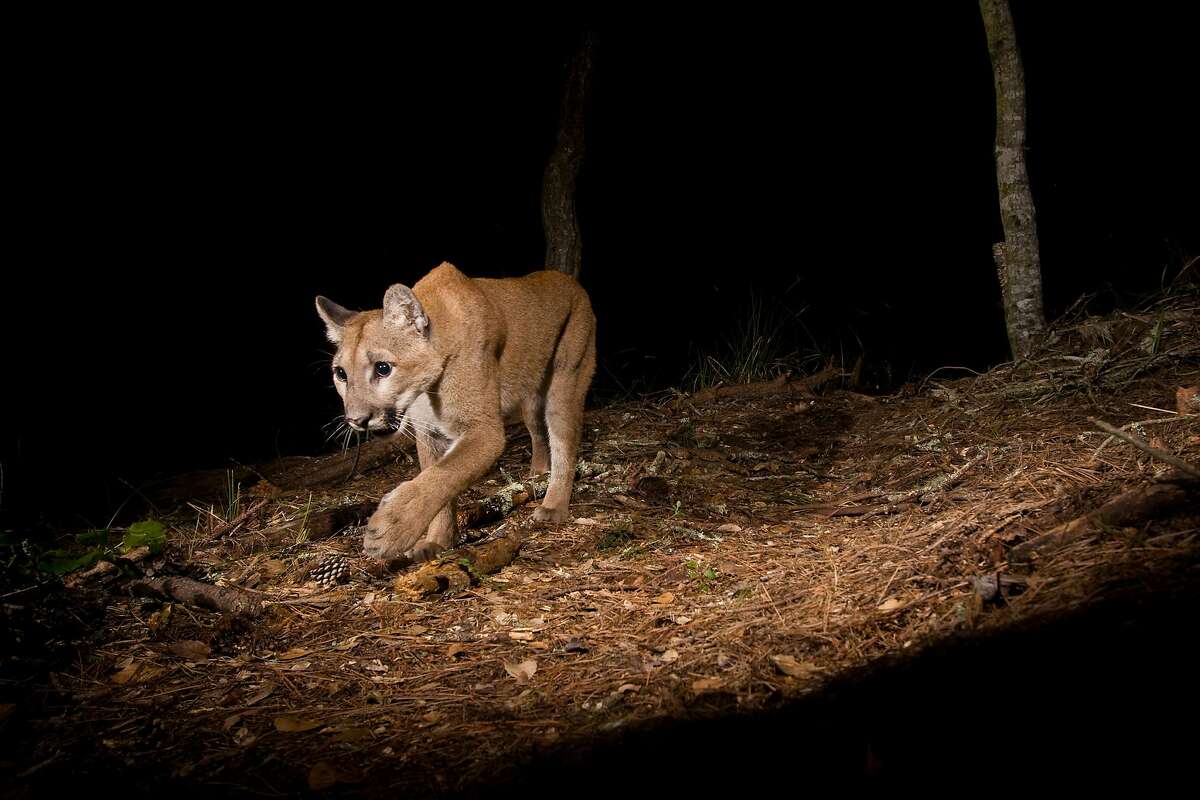 North American Cougar (Puma concolor couguar) sub-adult female walking at night, Aptos, Monterey Bay, California