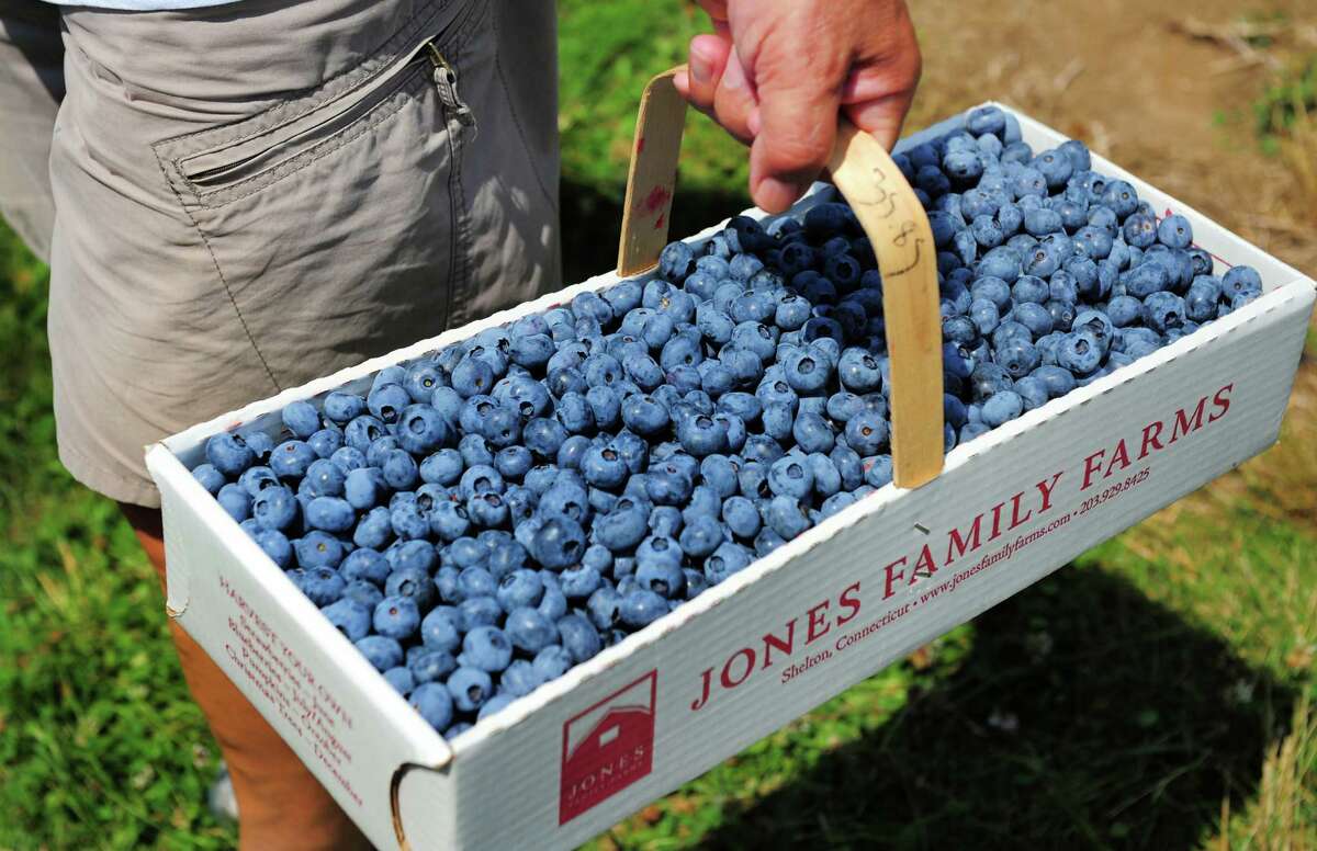 Area residents gather for blueberry picking at Jones Family Farm in Shelton, Conn., on Tuesday July 16, 2019. For the farm's daily report call (203) 929-8425.