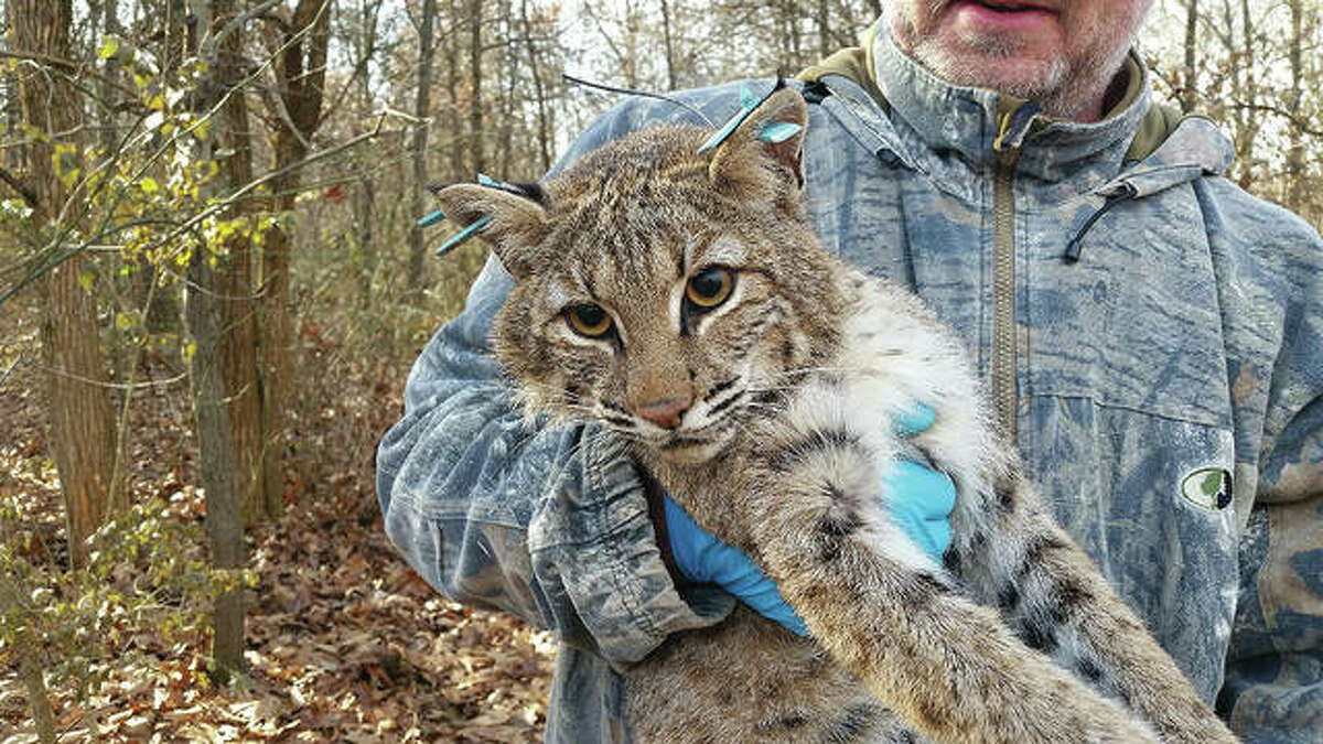 Bobcats  South Carolina Public Radio