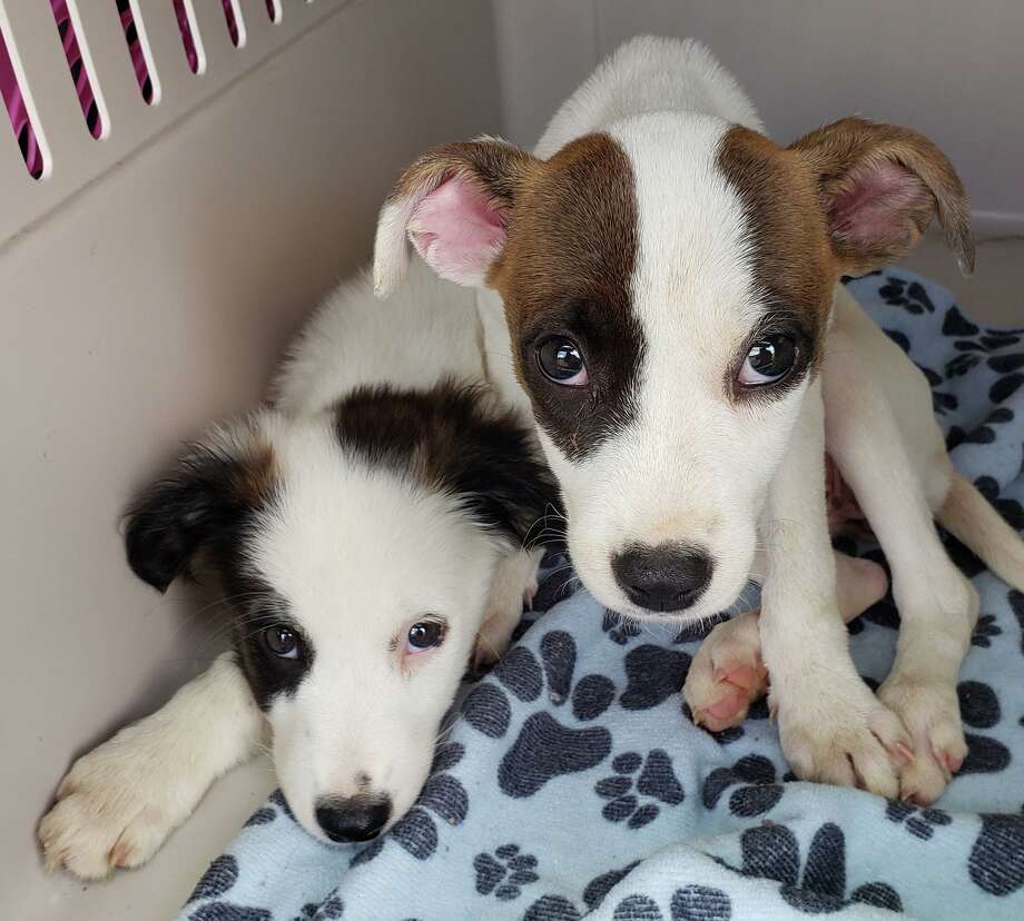 rescue puppies