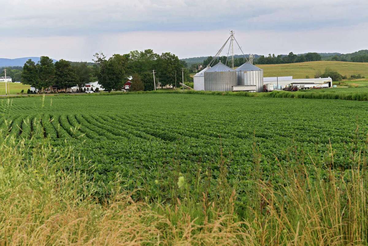 Soybean plants grow in a field on Hewitt Farms on Rt. 278 on Tuesday, July 16, 2019 in Brunswick, N.Y. (Lori Van Buren/Times Union)