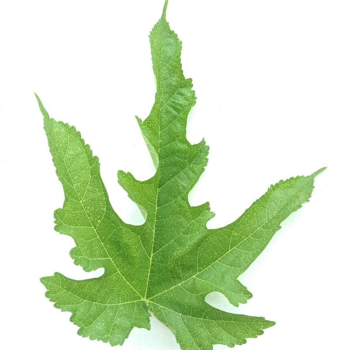A photo of the leaf that Houston Chronicle writer Maggie Gordon submitted to a slew of gardening apps to determine which plant was growing in her garden. While the apps couldn't definitively determine its identity, it was later revealed to be a White Mulberry.