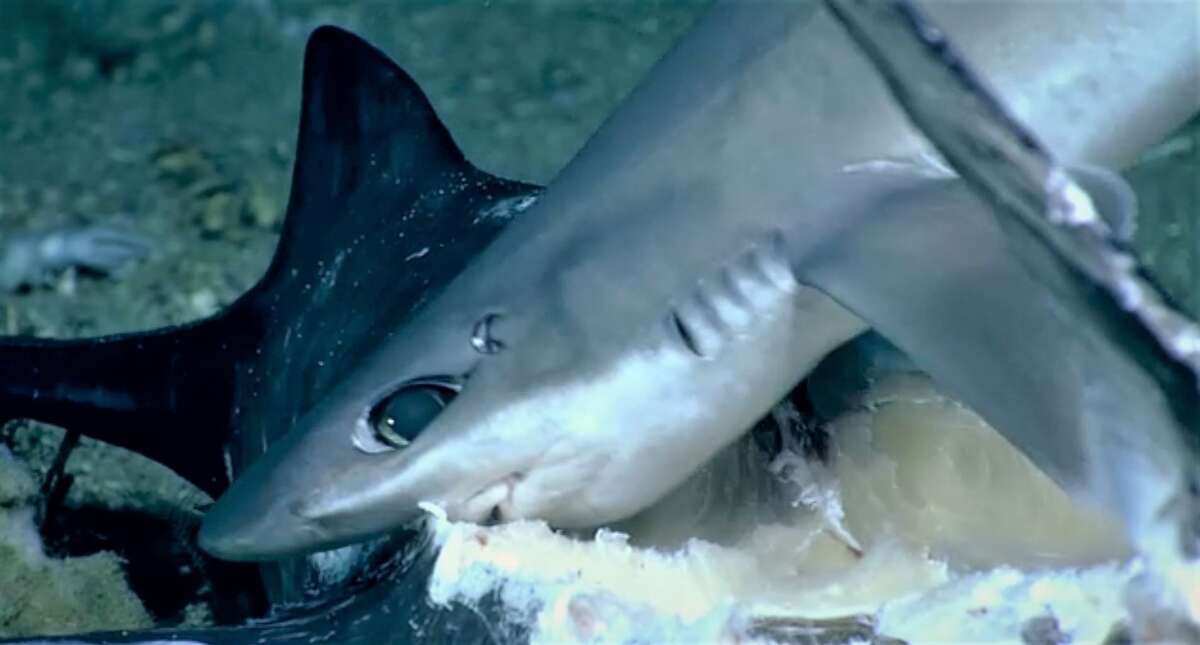 Watch this fish eat an entire shark in rare moment captured by NOAA