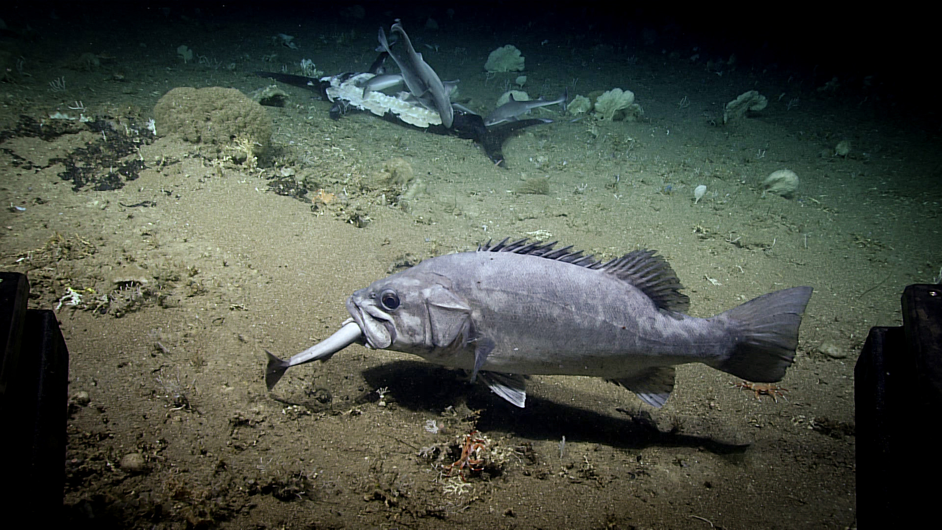 watch-this-fish-eat-an-entire-shark-in-rare-moment-captured-by-noaa