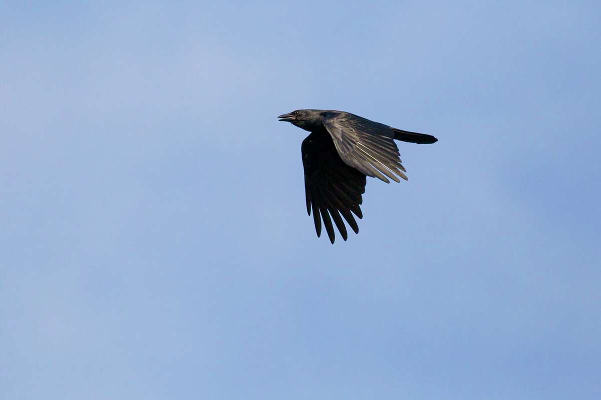 Crows of a different feather, fish crows, are coming to Houston