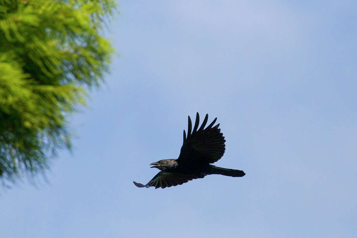 Crows of a different feather, fish crows, are coming to Houston