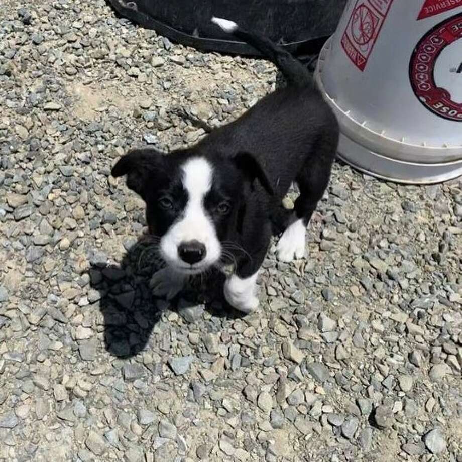 Two border collie puppies stolen from goatherd in East Bay