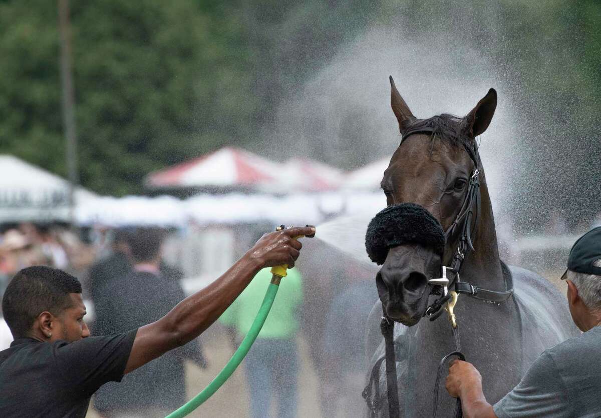 My Italian Rabbi winner of the 6th running of The Stillwater gets a cooling bath of water after the race at the Saratoga Race Course Thursday July 18 2019 in Saratoga Springs, N.Y. Special to the Times Union by Skip Dickstein