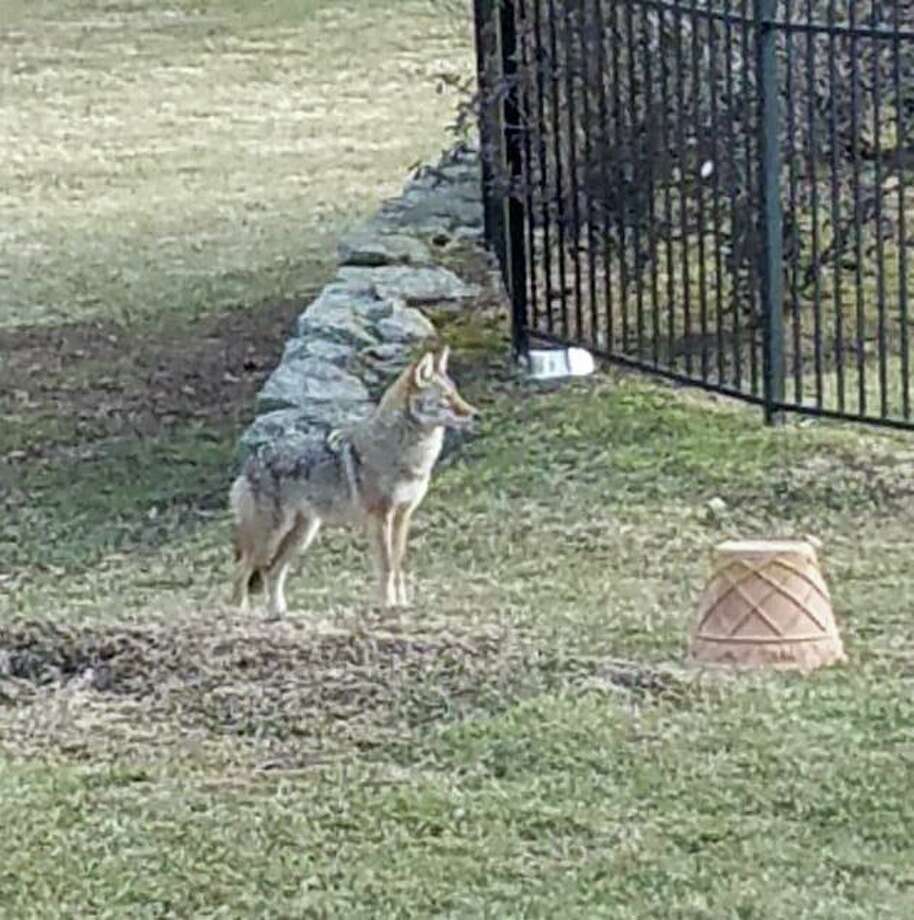 Coyote S Pet Dog In Old Greenwich Greenwichtime Coyote S Pet Dog In Old Greenwich