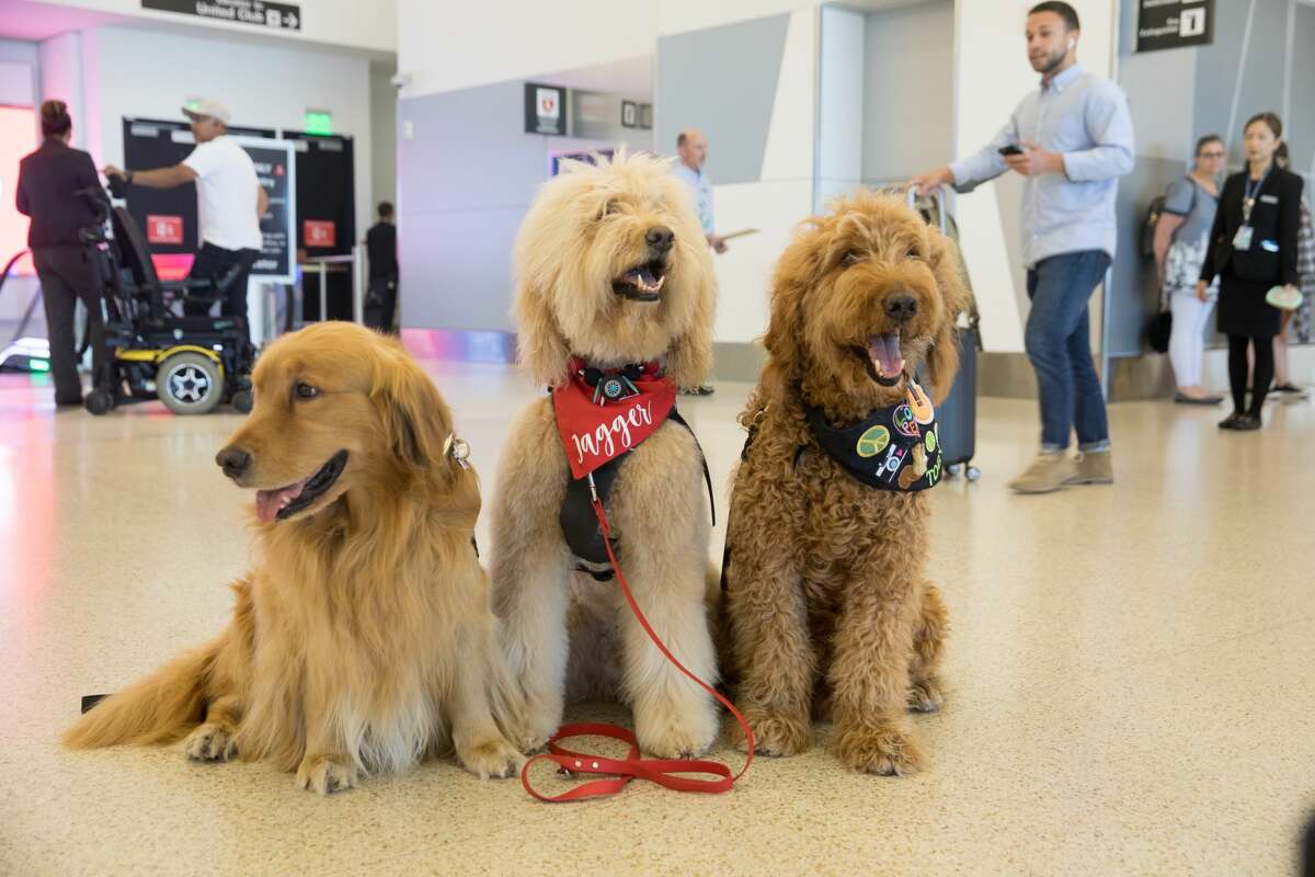 Animal Assist Therapy dogs (left to right) Brixton, Jagger, and Toby are part of the Wag Brigade at SFO airport.