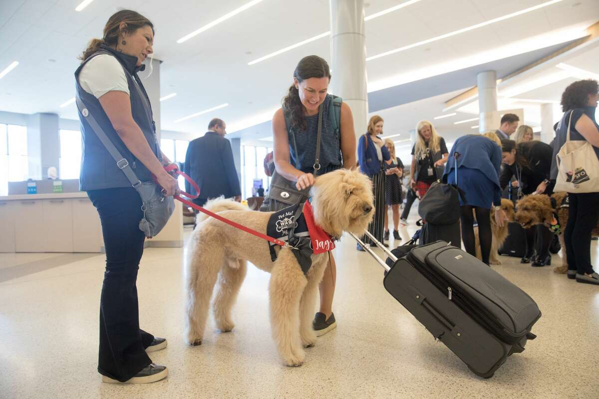 Jenny Bullock of San Francisco pets Jagger an animal assisted therapy dog that is part of the Wag Brigade at SFO airport.