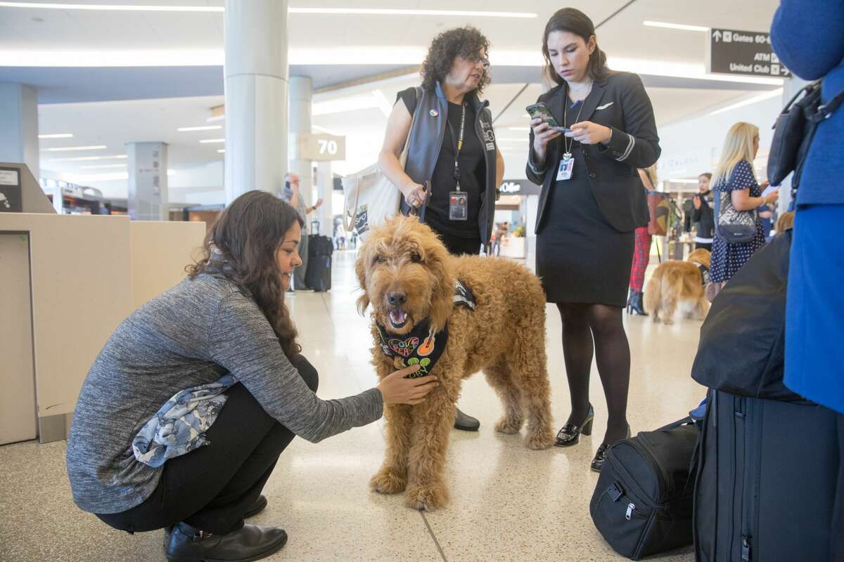 Travelers and staff members say hello to Toby of the Wag Brigade at SFO airport.