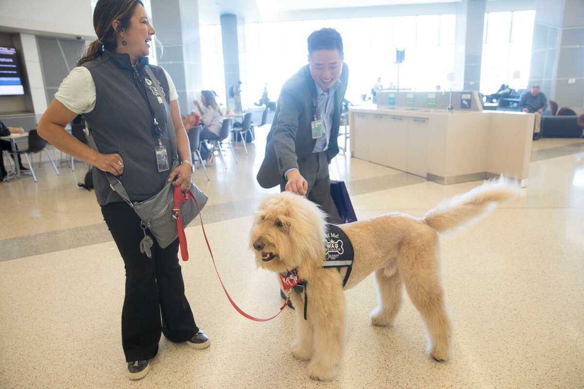 A traveler pets Jagger of the Wag Brigade at SFO airport.
