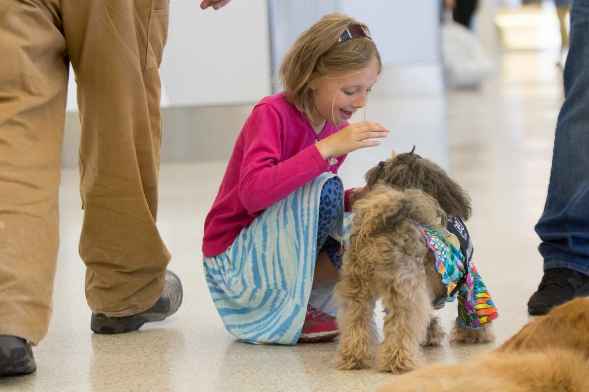 A young traveler says hello to Benga! of the Wag Brigade at SFO airport.