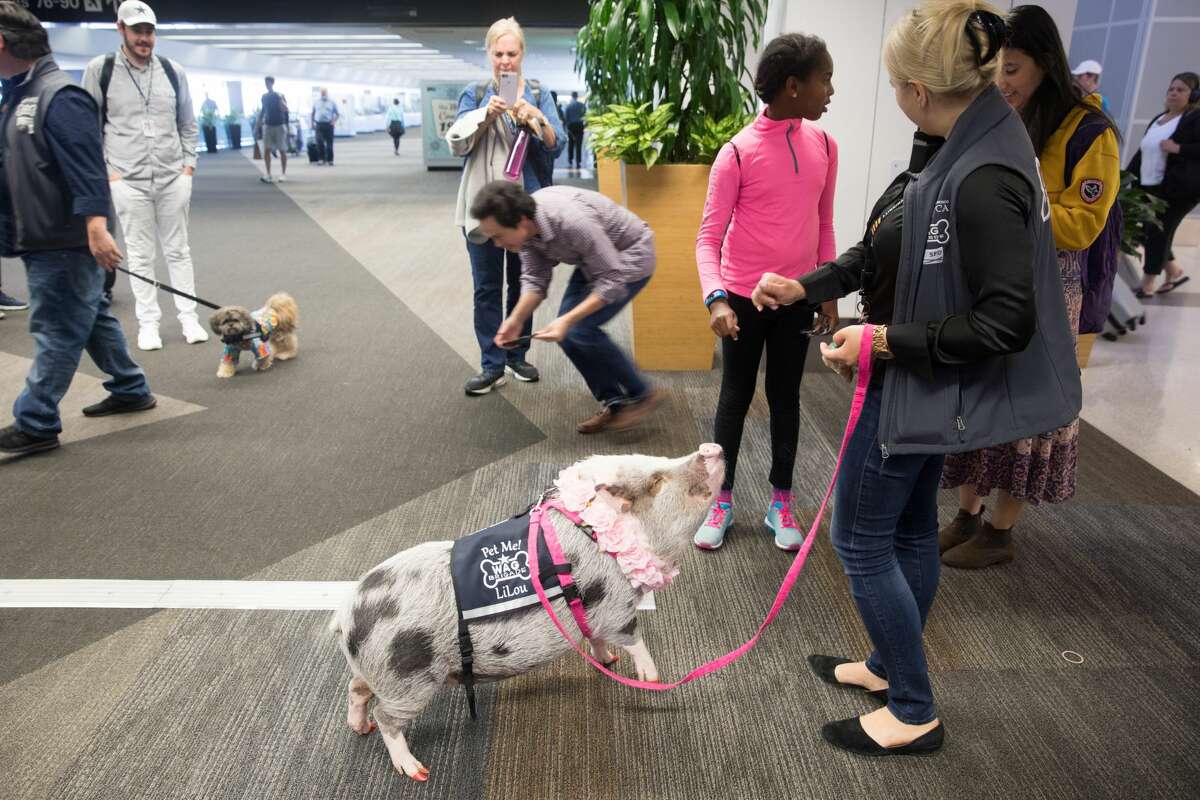 LiLou the pig, part of the Wag Brigade, walks in SFO terminal with her handler Tatyana Danilova at SFO airport on July 17, 2019.