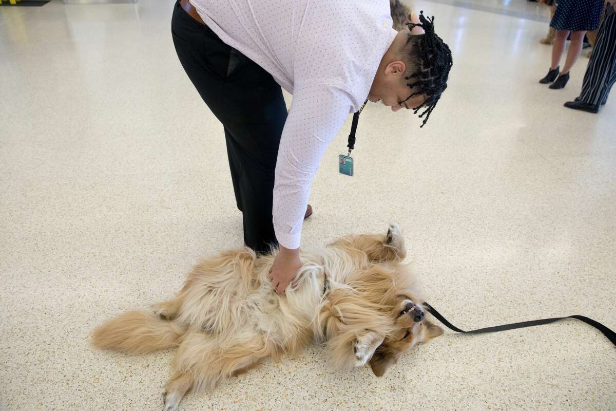 An employee of SFO rubs the belly of Brixton of the Wag Brigade at SFO airport.