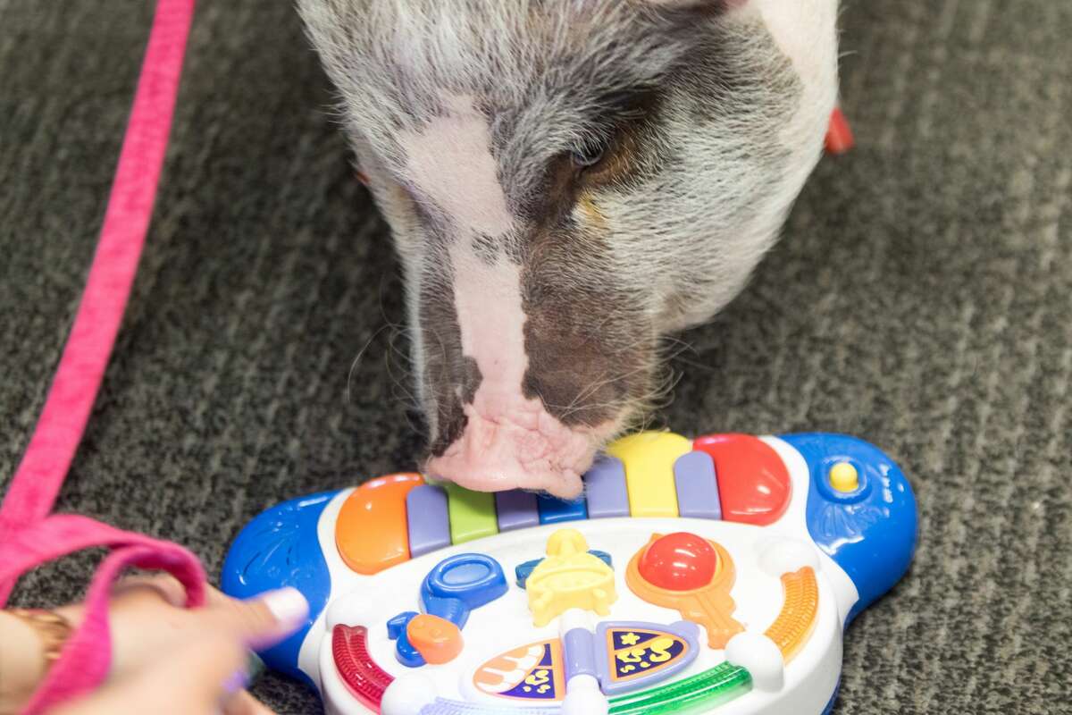 LiLou a pig that is part of the Wag Brigade, also plays music on a toy piano.