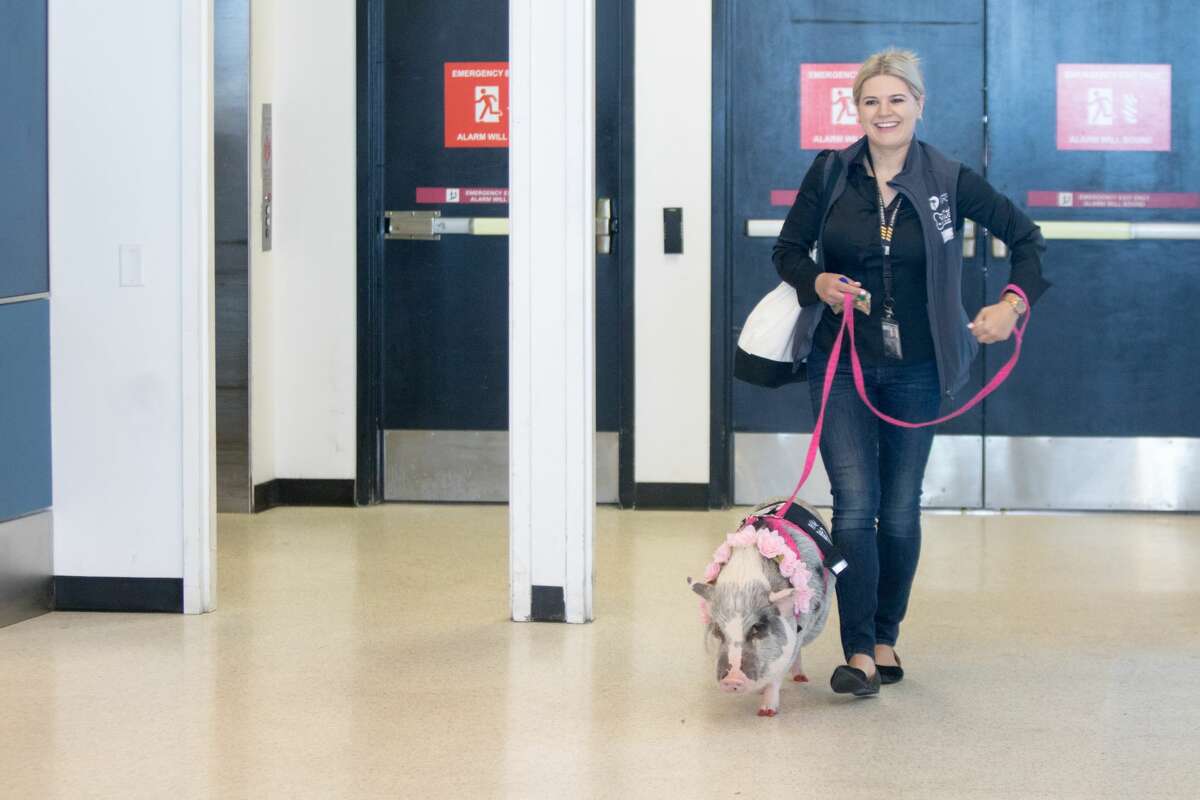 LiLou the pig walks into the SFO terminal with her handler Tatyana Danilova of the Wag Brigade at SFO airport on July 17, 2019.