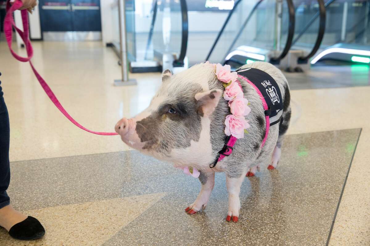 LiLou, the first certified piggy of the SF SPCA Animal Assisted Therapy program, is also part of The Wag Brigade at SFO airport on July 17, 2019.