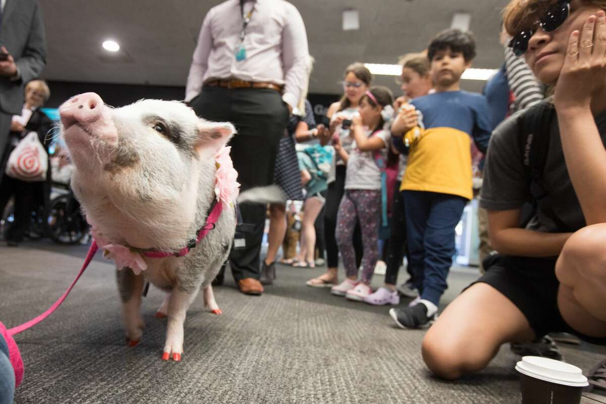 LiLou a pig that is part of the Wag Brigade, is surrounded by travelers in Terminal 3 of SFO.