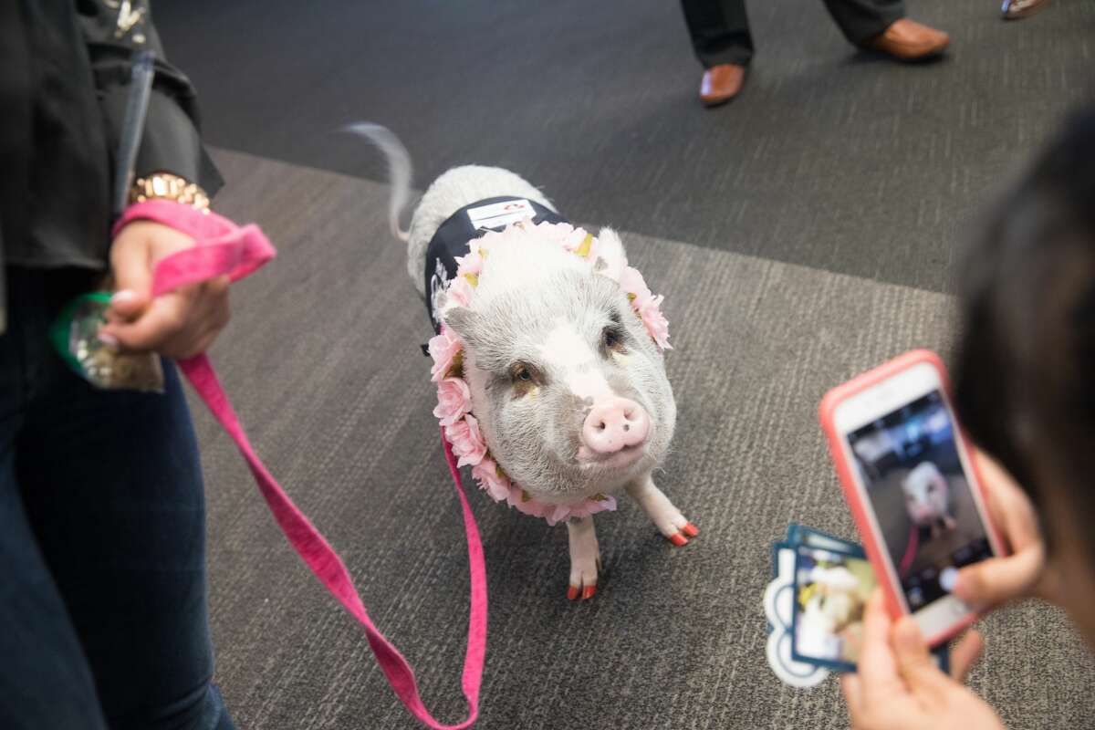 LiLou a pig that is part of the Wag Brigade poses for a photo.