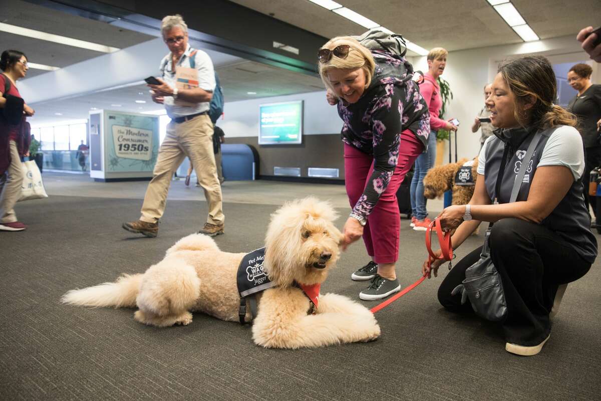 Jagger, an animal therapy dog that is part of the Wag Brigade at SFO airport, is petted while taking a tour in Terminal 3.