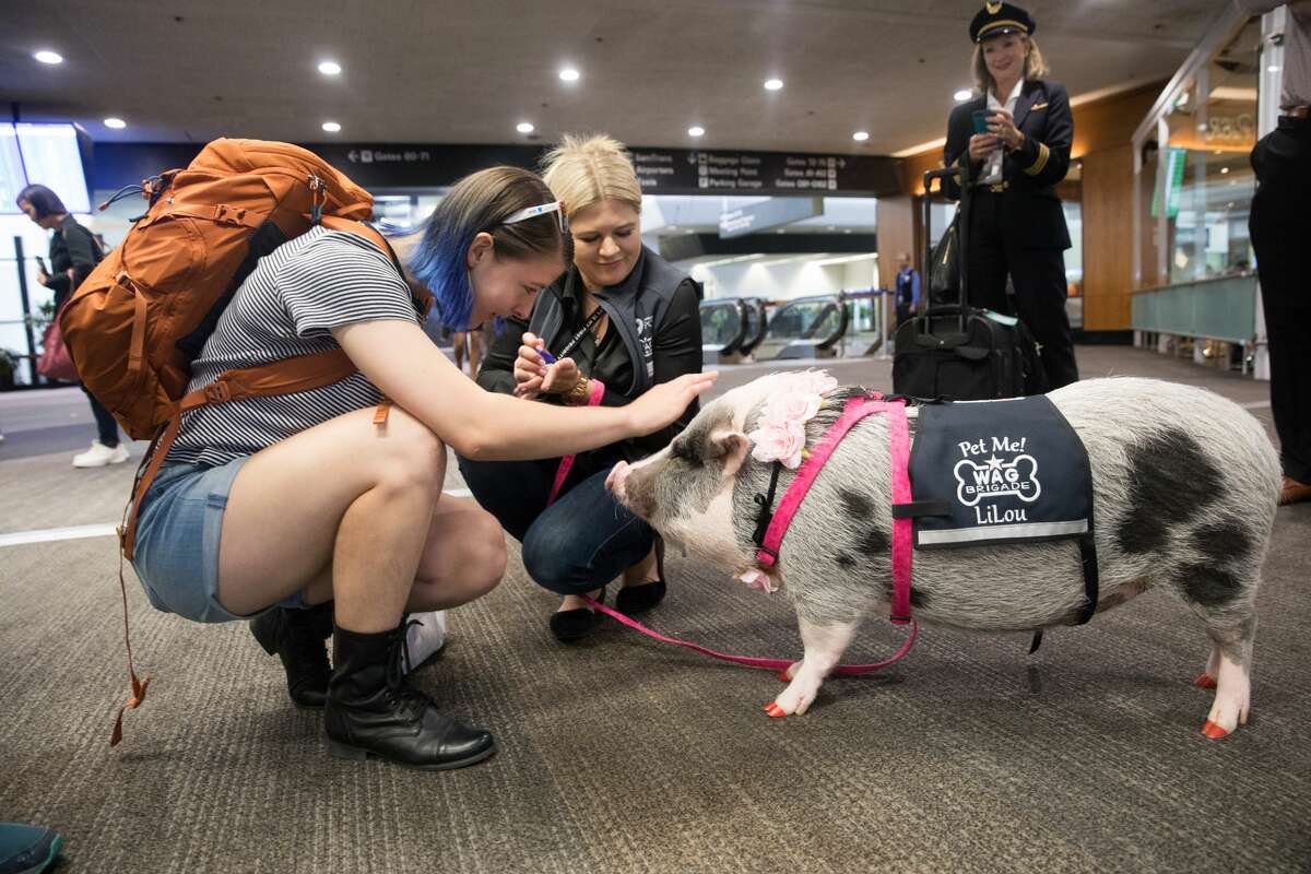 Claudia Carvalho of San Jose pets LiLou the pet therapy pig is part of the Wag Brigade at SFO airport.