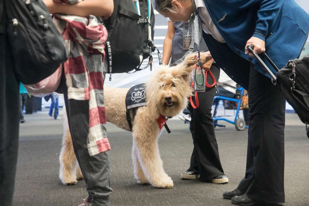 Jagger, part of the Wag Brigade at SFO airport, is petted by an airline employee.