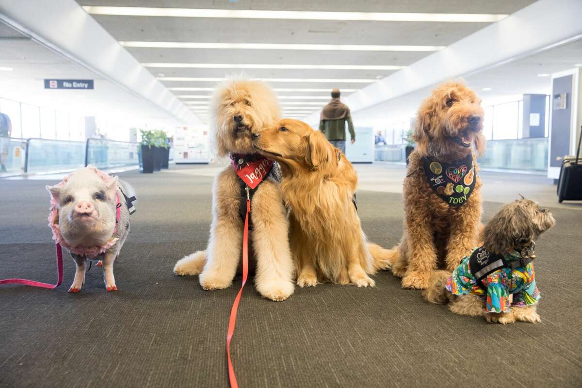 (Left to right) LiLou, Jagger, Brixton, Toby and Benga! are part of the Wag Brigade at SFO airport.