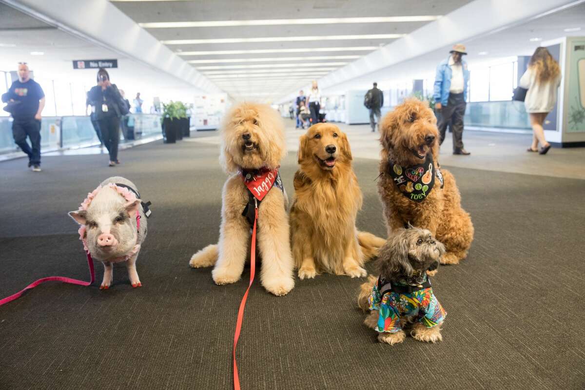 therapy dog flight