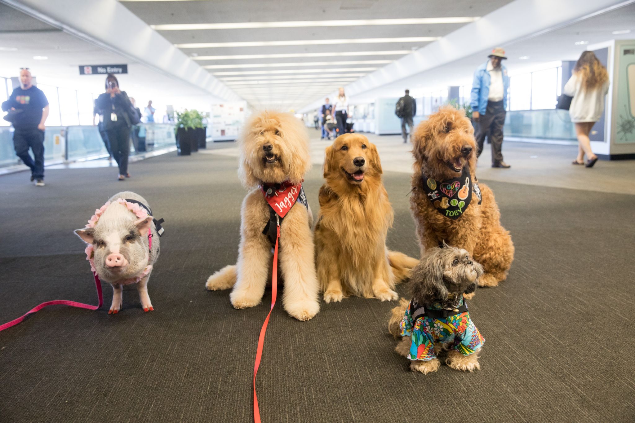 are dogs allowed at san francisco airport