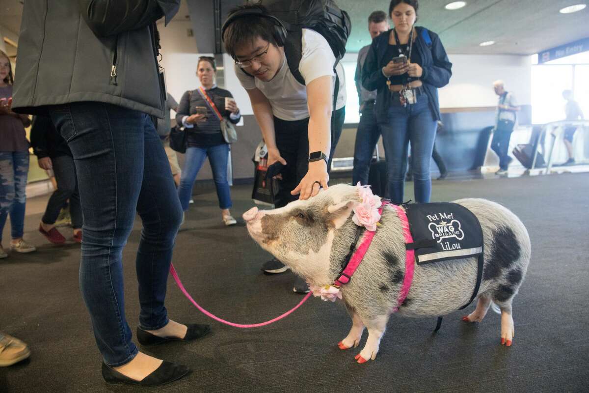 LiLou, a pet therapy pig that is part of the Wag Brigade is petted by a traveler in Terminal 3.