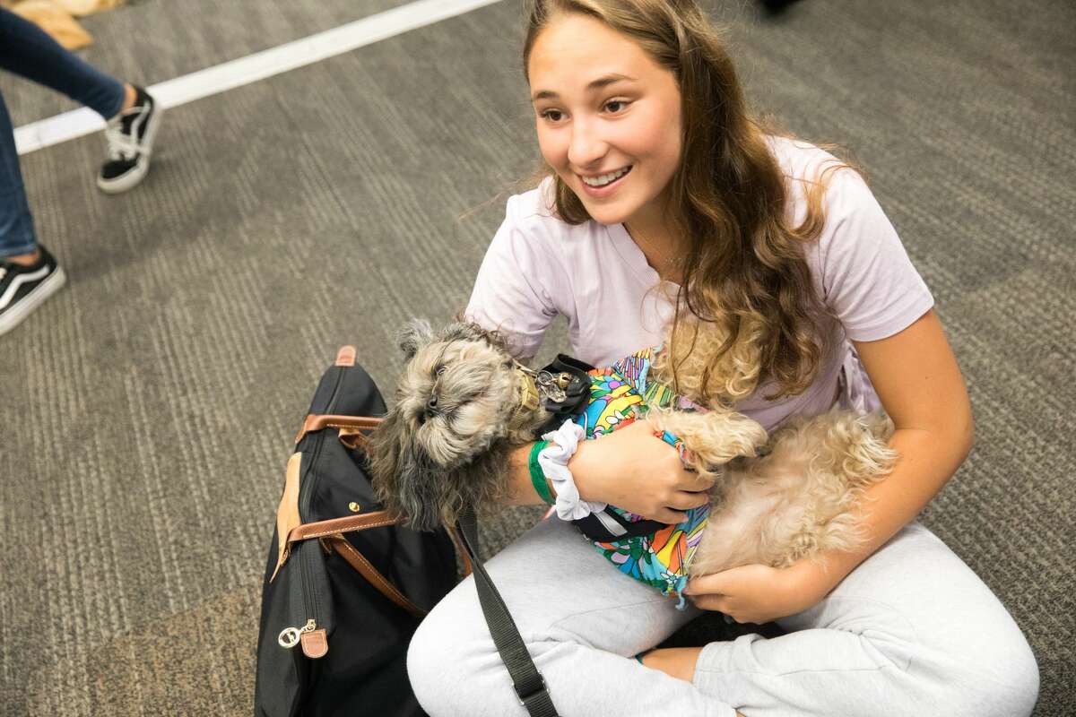 Benga! the pet therapy dog is held by Kelsey Leighton of New Jersey. She is part of the Wag Brigade at SFO airport.