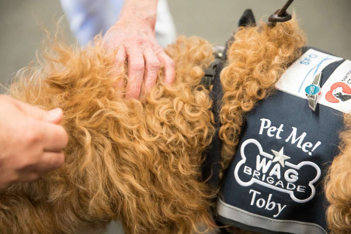People pet Toby, one of the pet therapy dogs that is part of rhe Wag Brigade at SFO airport.