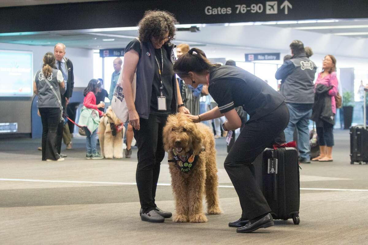 Shari Marks, the handler of animal therapy dog Toby of the Wag Brigade, smiles while an airline employee at Terminal 3 at SFO airport.