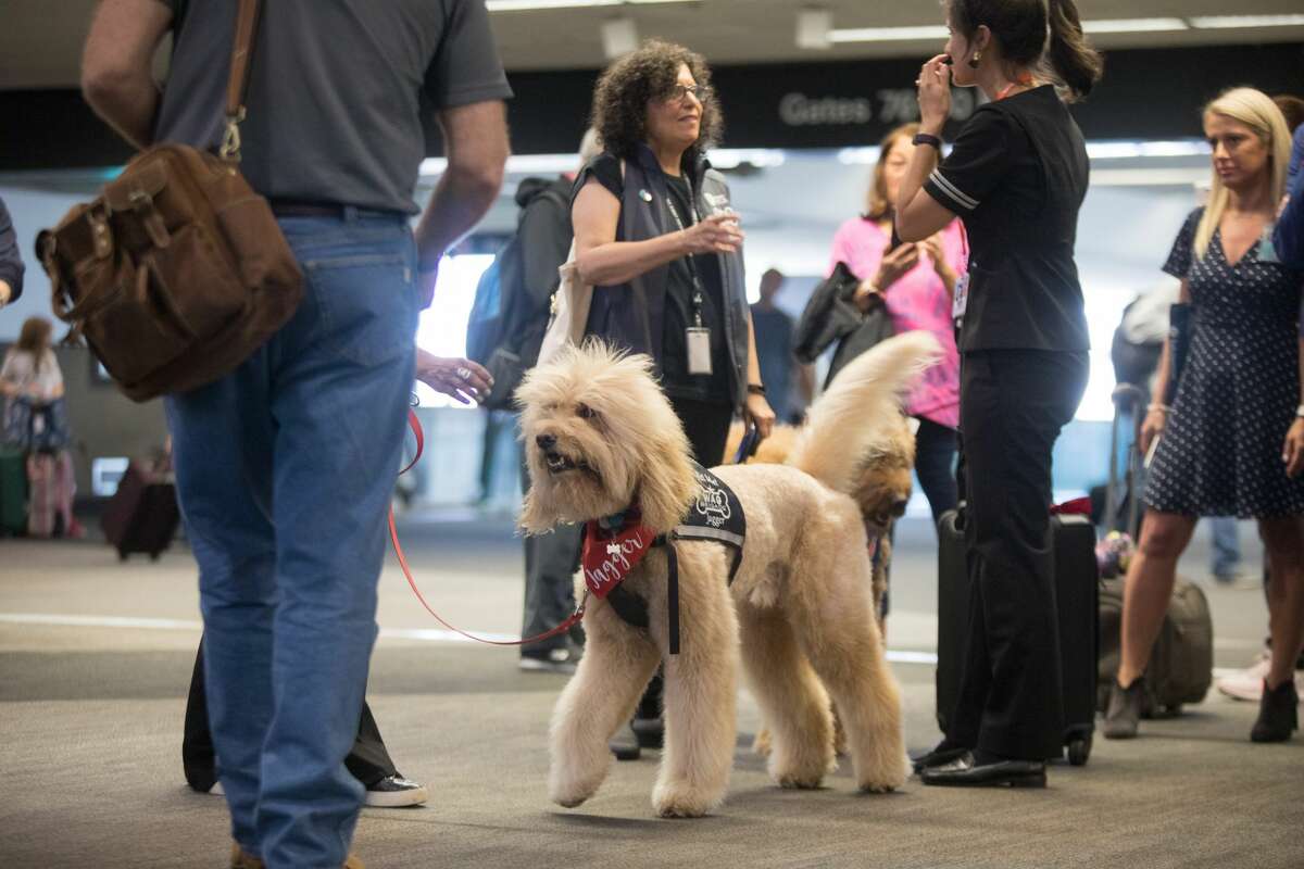 Jagger, of the Wag Brigade, walks in Terminal 3 at SFO airport.