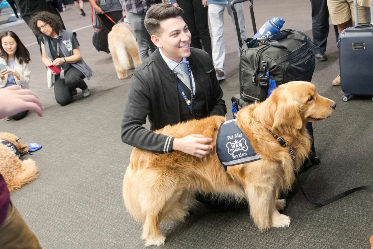 Dominick Gutierrez, a United Airlines employee pets Brixton, one of the animal assisted therapy dogs part of the Wag Brigade at SFO airport.
