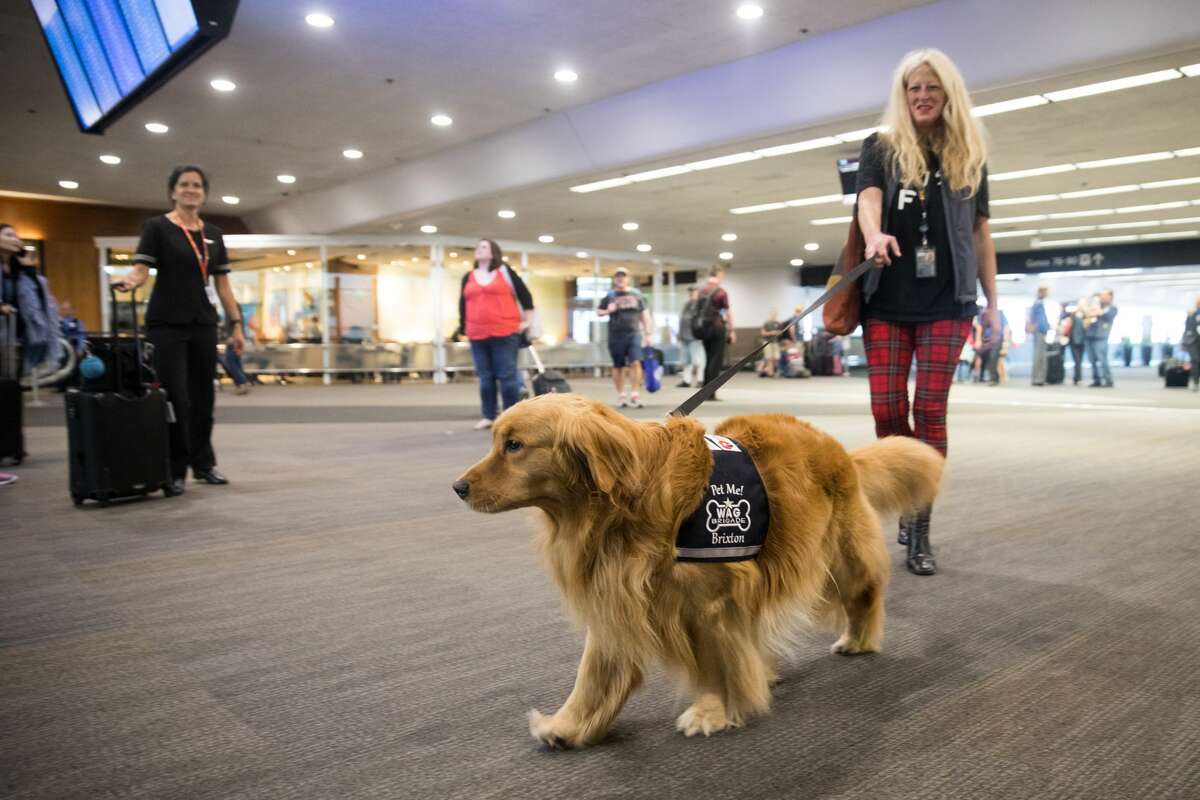Linda Gordon, the handler for Brixton of the Wag Brigade, walks in Terminal 3 during an animal assisted therapy session at SFO airport.