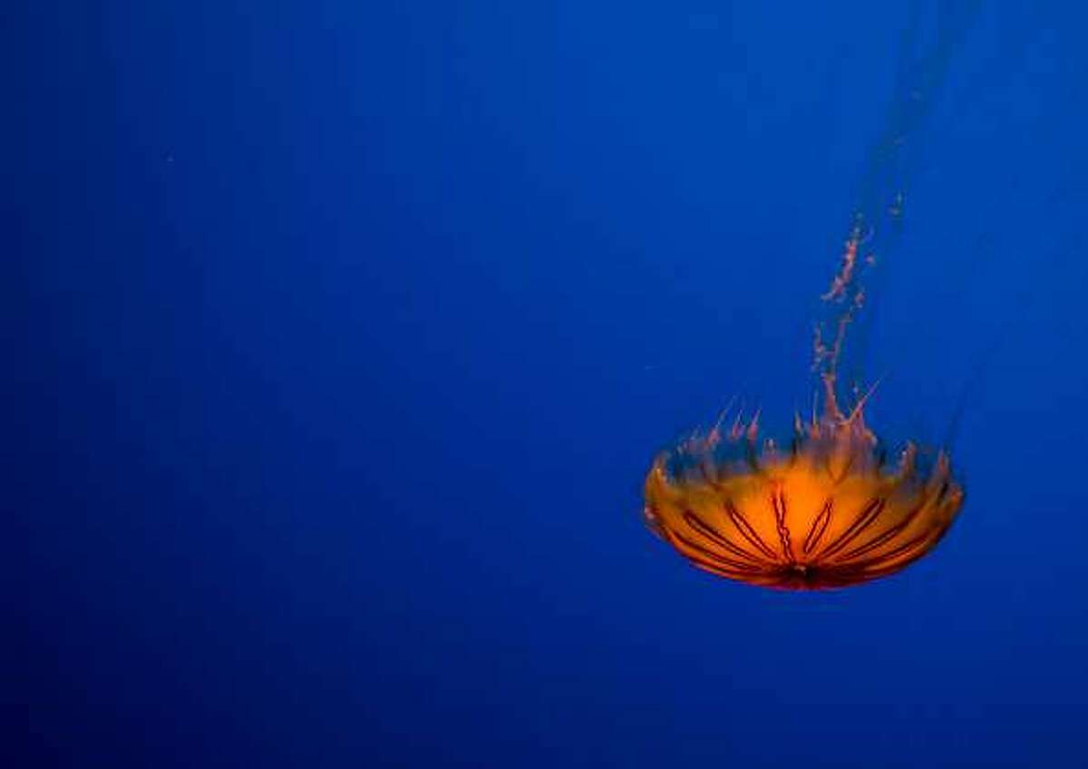 Here's exactly what to do if you get stung by a jellyfish