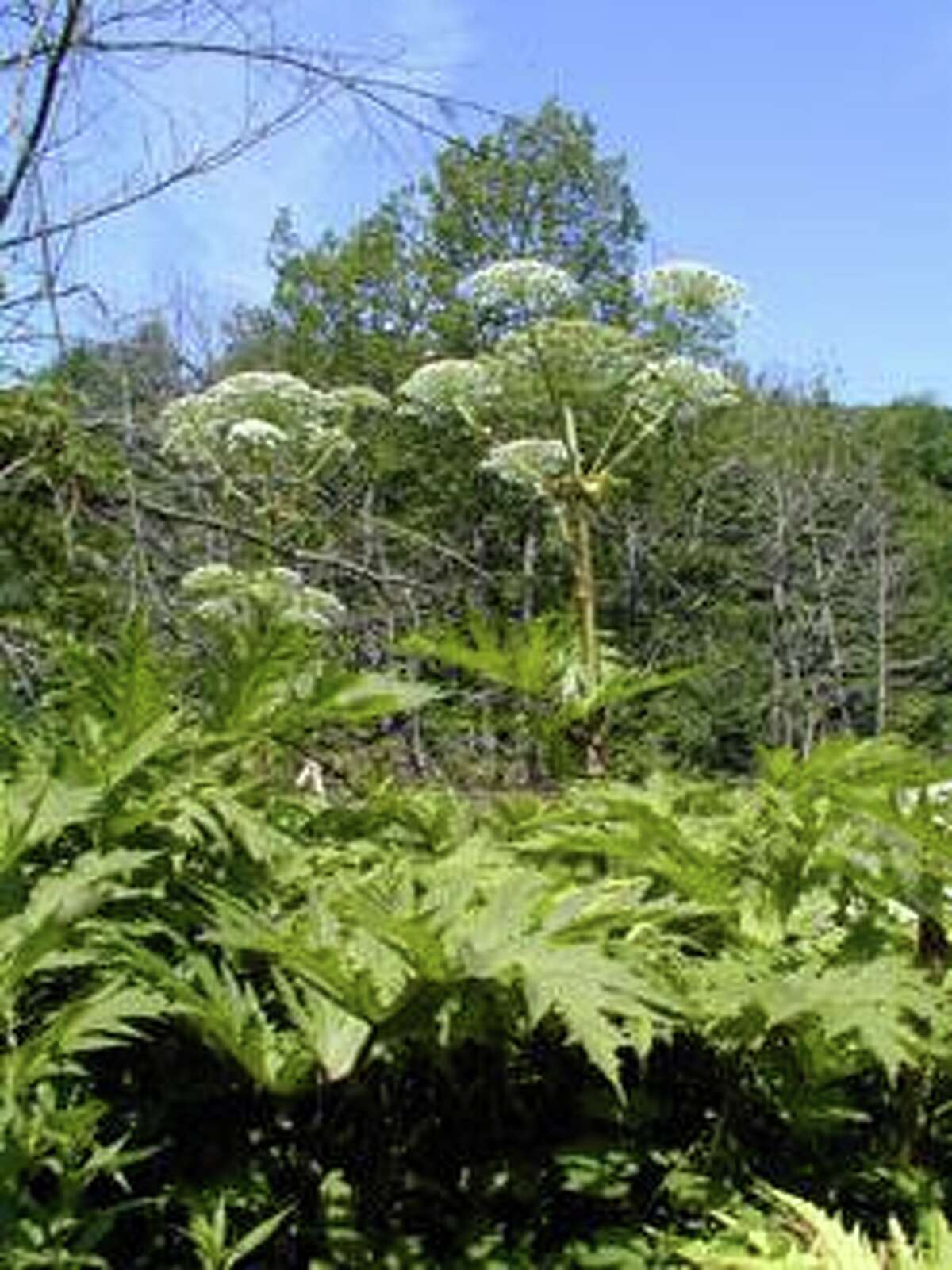 Giant hogweed is a non-native plant from Eurasia that was first identified in Connecticut in 2001, according to a release put out last year by the University of Connecticut’s Invasive Plant Working Group. It can cause painful skin blisters and even blindness.