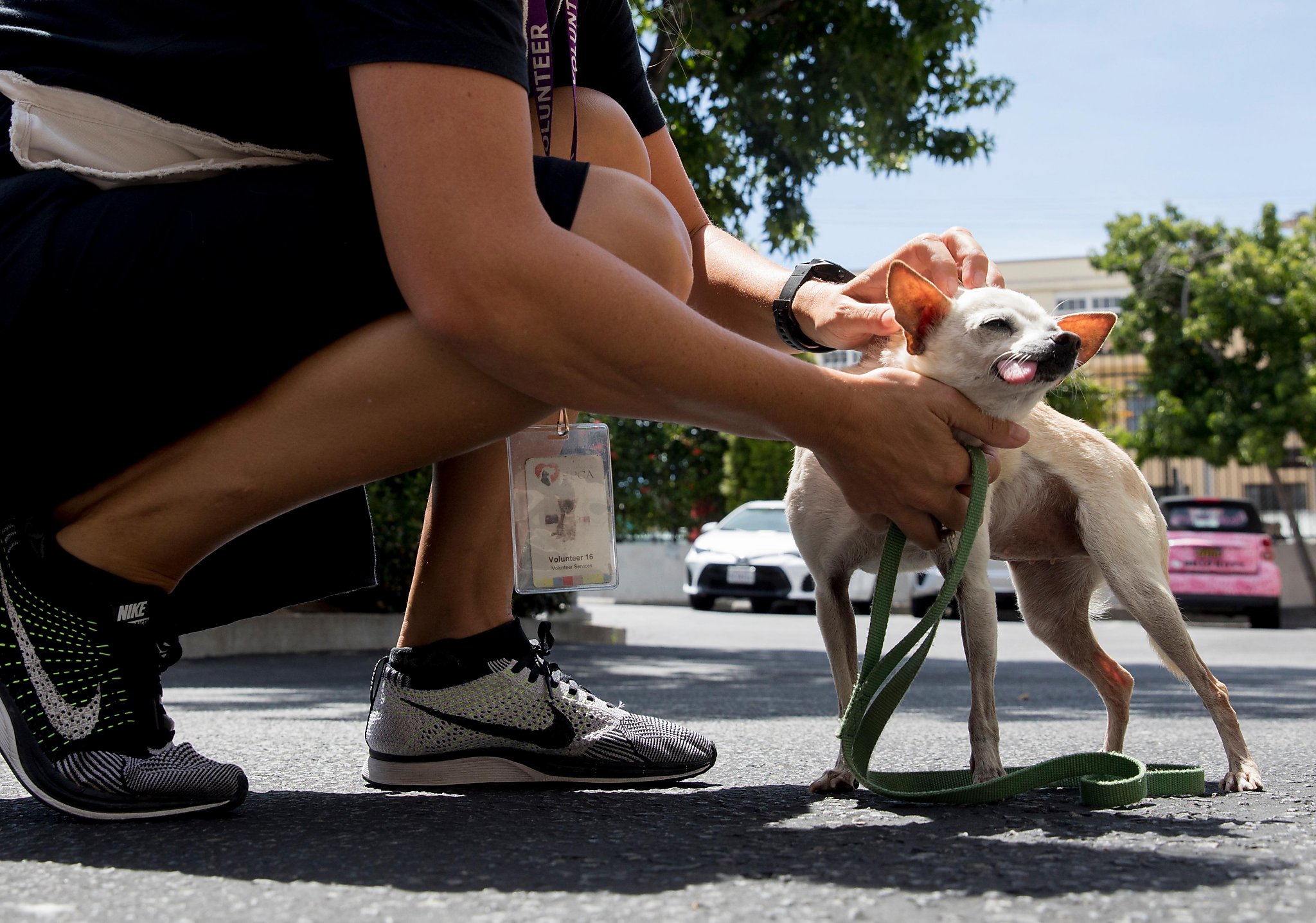 SF Giants Dog Day last weekend - The San Francisco SPCA