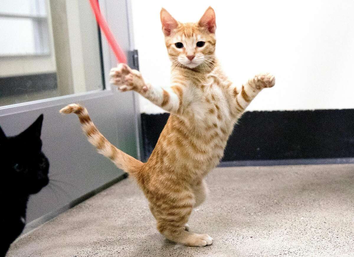 sf spca dog adoption