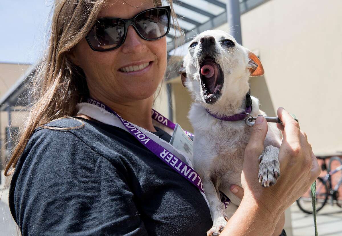 SF Giants Dog Day last weekend - The San Francisco SPCA