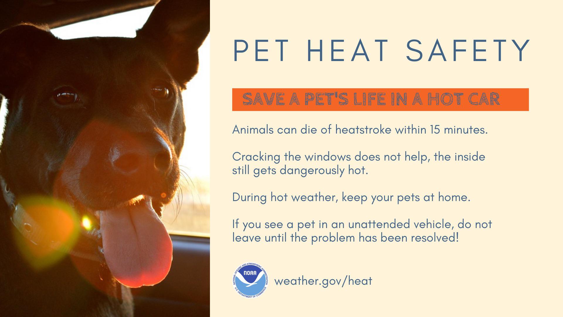 Heat wave safety: Don't forget your pets Heat wave safety: Don't forget your pets