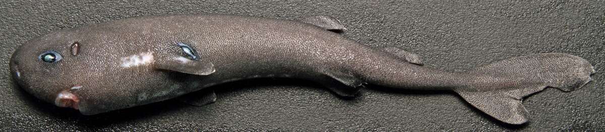 Glow in the dark 'pocket shark' discovered in the Gulf of Mexico