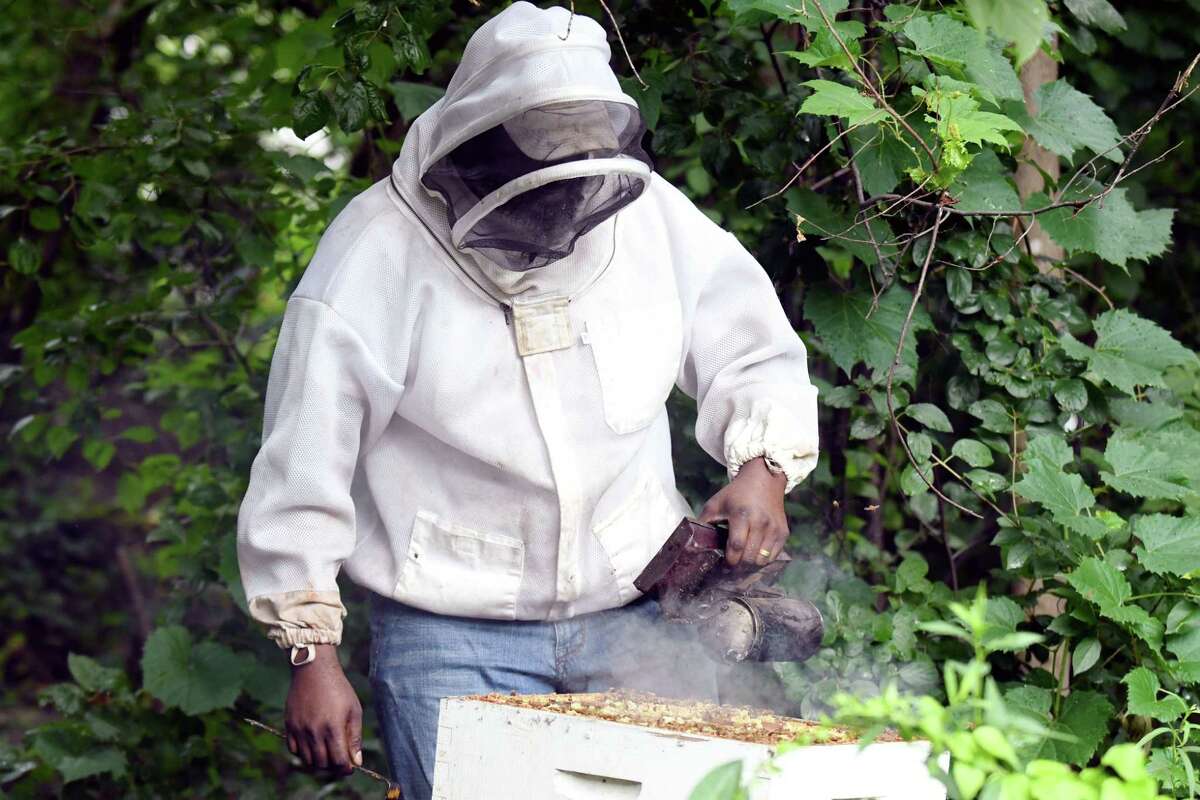 Bee mindful NY lawmakers want to preserve, relocate pesky hives