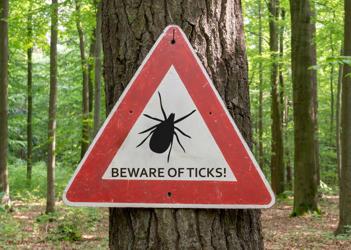 America's most common ticks and how to identify them Imagine: you've just returned from a long hike through the woods. You're sweaty, you're thirsty, your muscles ache. Your shoulders are sunburnt, your legs are covered with mosquito bites. All you want to do is plop down on the couch with a cold drink and turn on the television. But first—you need to check for ticks. Ticks are tiny insects, most of them small enough to dance on a dime, but they infect tens of thousands of Americans every year. Ticks in 2017 caused disease in 59,349 people across the country—including 42,743 cases of Lyme disease. That's enough infections to lay low 100 summer camps. And ticks carry other dangerous diseases as well: ehrlichiosis, a potentially fatal disease spread by Lone Star ticks; and Rocky Mountain spotted fever, which causes dangerous rashes and swelling. In order to prevent tick bites, the Centers for Disease Control and Prevention (CDC) recommend using insect repellents registered by the Environmental Protection Agency (EPA); you can find repellents that best suit your needs using the EPA's search tool. It's best to put insect repellent on exposed areas of your skin and on your clothes and gear, such as boots, tents, and anything else that will be touching the ground. Ticks cannot fly or jump; rather, they lie in wait on blades of grass or shrubs and latch onto anything that moves nearby. Thus, protecting your legs is particularly important—consider wearing long pants and tucking them into your sneakers or hiking boots, if...