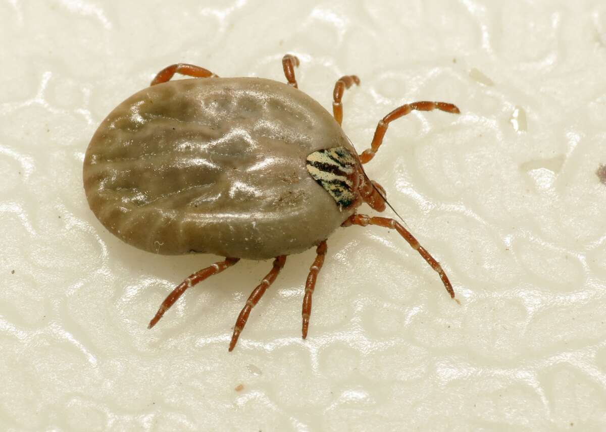 tick identification california