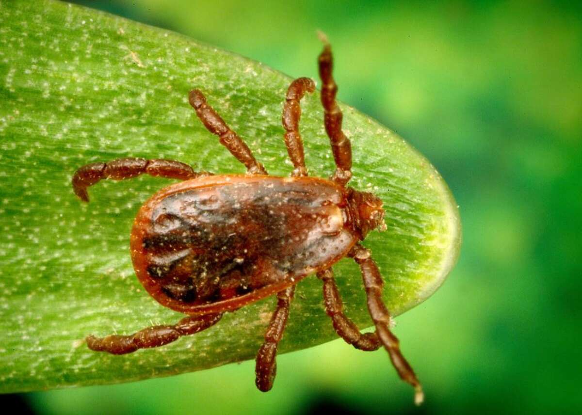 These horrifying pictures show the exact tick bite symptoms to look for