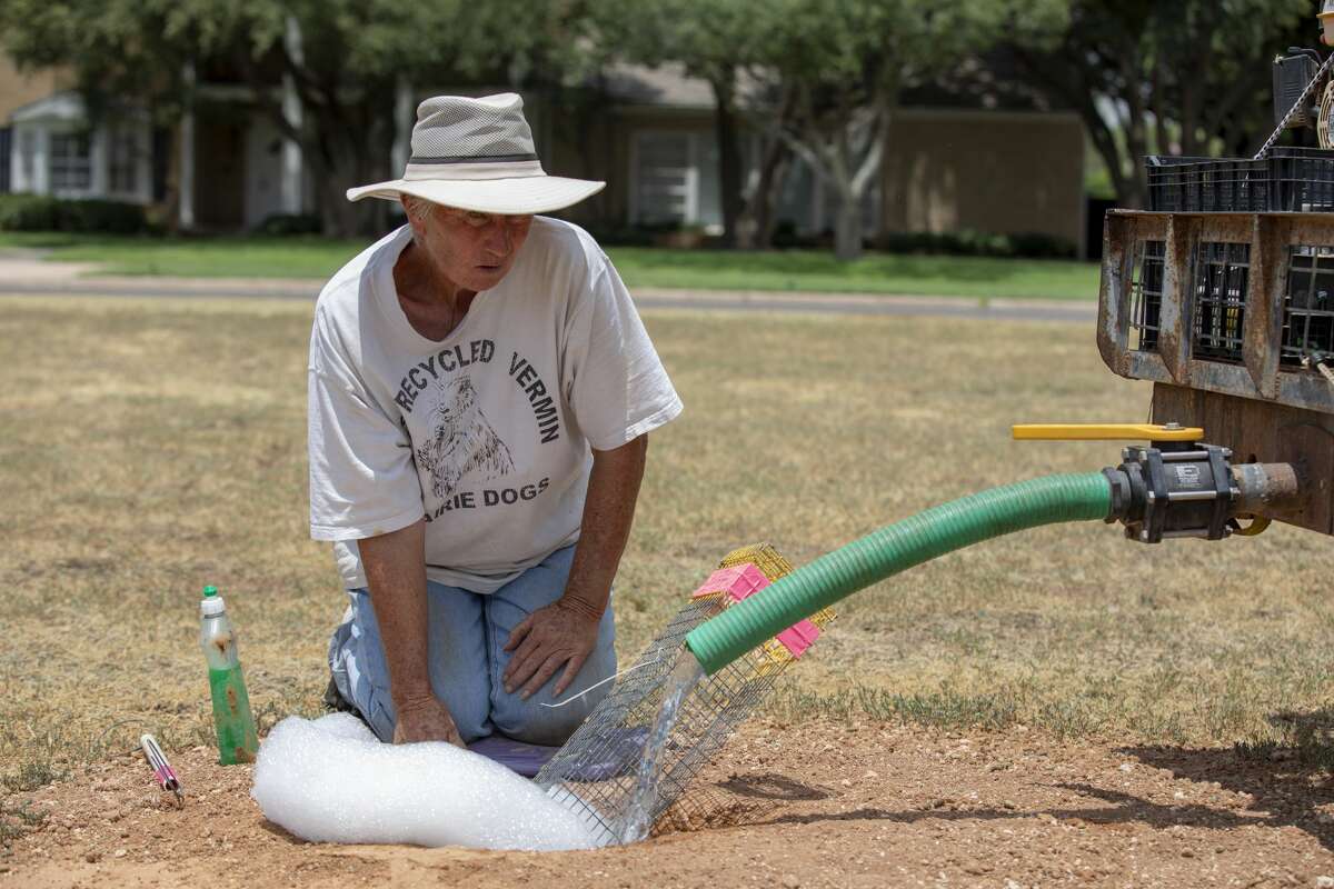 Lynda Watson used water and soap to trap prairie dogs Monday, July 22, 2019 at the 1400 block of Indiana Ave. The City of Midland hired her to relocated the prairie dogs residing in the area because of neighborhood complaints about the rodents.
